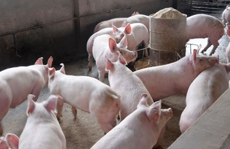 2015年3月21日全国生猪价格今日猪价最新市场