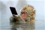 日本猴子边泡温泉边玩手机   模仿人类像模像样（图）