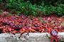 澳洲1200万只红蟹大迁徙 公路被“染成”鲜红色（图）
