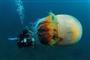 摄影师深海拍到野村水母  现存世界最大水母