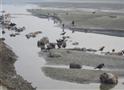 印度恒河发现百余具浮尸   尸体腐烂发臭遭狗啃鸟啄