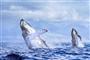 两头座头鲸同时跃出海面共舞 场面壮观令人惊叹