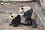 iPanda熊猫频道全球直播大熊猫啪啪啪  网友称雷雷雷
