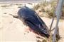澳大利亚海滨发现罕见角岛鲸尸体 为200年来首次现身