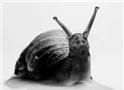 黝黑蜗壳科比一生黑  科黑“黝黑蜗壳”搞笑内涵段子大集锦
