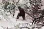 疑似“雪人”惊现俄罗斯 体型大如狗熊（图）