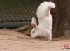广西兔子倒立行走憨萌可爱 网友称呼其为“兔坚强”