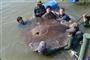 世界最大淡水鱼记录被打破 泰国捕获360公斤重黄貂鱼
