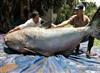 湄公河巨鲶长3米重达600斤 盘点动物界那些庞然大物