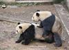 iPanda熊猫频道全球直播大熊猫啪啪啪  网友称雷雷雷